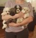 Mal-Shi Puppies for sale in Conway, SC, USA. price: $500