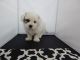 Mal-Shi Puppies for sale in Fullerton, CA, USA. price: NA