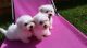 Mal-Shi Puppies for sale in Myrtle Beach, SC, USA. price: $500