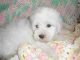 Mal-Shi Puppies for sale in California, USA. price: NA