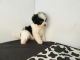 Mal-Shi Puppies for sale in Fullerton, CA, USA. price: NA
