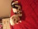 Mal-Shi Puppies for sale in Novi, MI, USA. price: NA