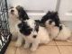 Mal-Shi Puppies for sale in Lawton, OK, USA. price: NA