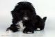 Mal-Shi Puppies for sale in Chicago, IL, USA. price: NA