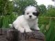 Mal-Shi Puppies for sale in Beaver Creek, CO 81620, USA. price: $500