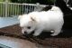Mal-Shi Puppies for sale in Beaver Creek, CO 81620, USA. price: NA