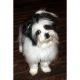 Mal-Shi Puppies for sale in Colorado Springs, CO, USA. price: $310