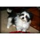 Mal-Shi Puppies for sale in Colorado Springs, CO, USA. price: NA