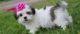 Mal-Shi Puppies for sale in Colorado Springs, CO, USA. price: $310