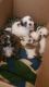 Mal-Shi Puppies for sale in San Antonio, TX, USA. price: NA