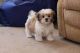 Mal-Shi Puppies for sale in Chattanooga, TN, USA. price: $500