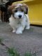 Mal-Shi Puppies for sale in Bakersfield, CA, USA. price: NA