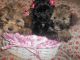 Mal-Shi Puppies for sale in Detroit, MI, USA. price: NA
