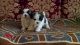Mal-Shi Puppies for sale in Birmingham, AL, USA. price: NA