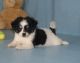 Mal-Shi Puppies for sale in Alma Center, WI 54611, USA. price: NA
