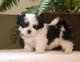 Mal-Shi Puppies for sale in Missoula, MT, USA. price: NA