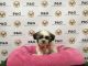 Mal-Shi Puppies for sale in Los Angeles, CA, USA. price: NA