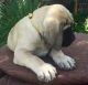 Mal-Shi Puppies for sale in Ducor, CA 93218, USA. price: NA