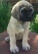 Mal-Shi Puppies for sale in Anchorville, MI 48023, USA. price: NA
