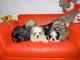 Mal-Shi Puppies for sale in Virginia Beach, VA, USA. price: NA