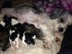 Mal-Shi Puppies for sale in Clarksville, TN, USA. price: NA