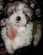 Mal-Shi Puppies for sale in Canton, OH, USA. price: NA