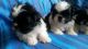 Mal-Shi Puppies for sale in Tempe, AZ, USA. price: NA
