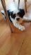 Mal-Shi Puppies for sale in Seattle, WA, USA. price: NA