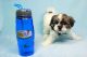 Mal-Shi Puppies for sale in Agoura Hills, CA, USA. price: NA