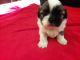 Mal-Shi Puppies for sale in Pleasant Hill, IA, USA. price: $750