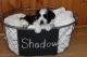 Mal-Shi Puppies for sale in Conover, NC, USA. price: NA