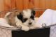 Mal-Shi Puppies for sale in Conover, NC, USA. price: $700