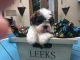 Mal-Shi Puppies for sale in Austin, TX 73301, USA. price: $500