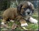 Mal-Shi Puppies for sale in Statham, GA, USA. price: $450