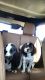 Mal-Shi Puppies for sale in Oklahoma City, OK, USA. price: NA