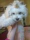 Mal-Shi Puppies for sale in Pleasant Hill, CA 94523, USA. price: NA