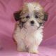 Mal-Shi Puppies for sale in Canton, OH, USA. price: NA