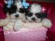 Mal-Shi Puppies for sale in West Bloomfield Township, MI, USA. price: NA