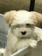 Mal-Shi Puppies for sale in Naples, FL, USA. price: NA