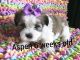Mal-Shi Puppies for sale in Chico, CA, USA. price: NA
