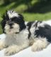 Mal-Shi Puppies for sale in Dania Beach, FL, USA. price: NA