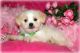 Mal-Shi Puppies for sale in Florida Blvd, Baton Rouge, LA, USA. price: NA