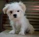 Mal-Shi Puppies for sale in Florida Blvd, Baton Rouge, LA, USA. price: NA