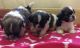 Mal-Shi Puppies for sale in Colorado Ave, Santa Monica, CA, USA. price: NA