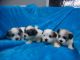 Mal-Shi Puppies for sale in Colorado Springs, CO, USA. price: $695
