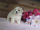 Mal-Shi Puppies for sale in Lake City, FL, USA. price: NA