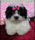 Mal-Shi Puppies for sale in Decatur, AL, USA. price: $650