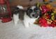 Mal-Shi Puppies for sale in Hyattsville, MD, USA. price: NA