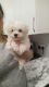 Mal-Shi Puppies for sale in New Orleans, LA, USA. price: NA