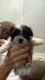 Mal-Shi Puppies for sale in Summerfield, FL 34491, USA. price: NA